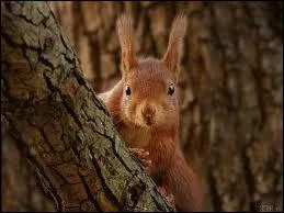 Comment se nomme cet animal ?