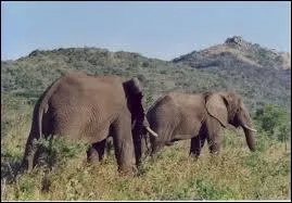 Comment se nomme cet animal ?