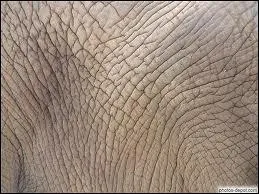 Ce pelage est celui :