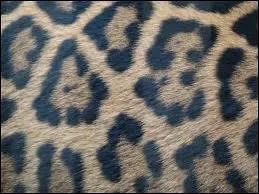 Ce pelage est celui de/du :