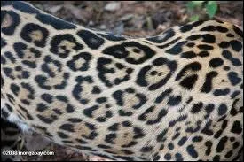 Ce pelage appartient :