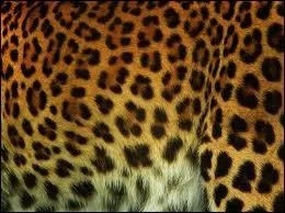 Ce pelage est celui :