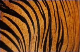 Ce pelage est celui du :