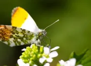 Quiz Papillons du jour de France