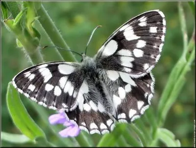 Quel est ce papillon ?
