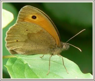 Quel est ce papillon ?