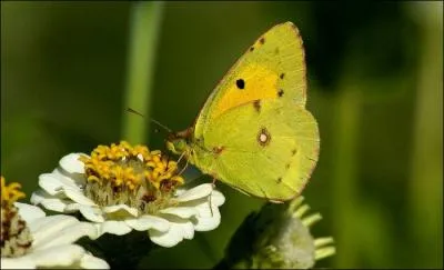 Quel est ce papillon ?