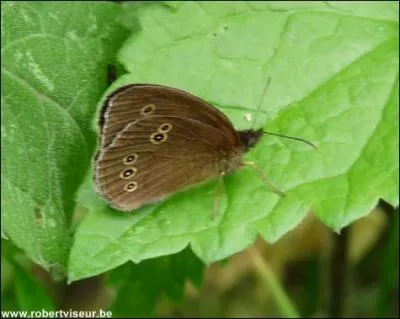 Quel est ce papillon ?