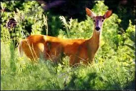 Quelle est la bonne orthographe ?