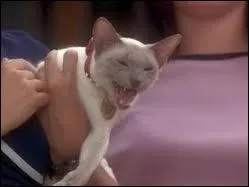 Comment s'appelle le chat des surs Halliwell ?