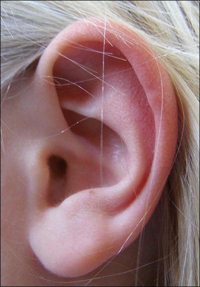 Entre l'oreille externe et l'oreille interne, l'oreille moyenne comprend le tympan et de petits os. Cochez celui qui ne fait pas partie de ces osselets.