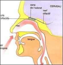 Les rôles essentiels des fosses nasales sont