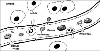 Comment s'appelle ce liquide qui s'coule d'une plaie aprs la coagulation du sang ?
