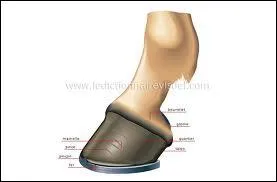 Le fer et le pied du cheval sont composs de...