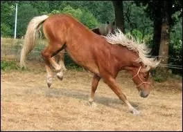 Dans quel cas ne ferre-t-on pas les postrieurs du cheval ou du poney ?