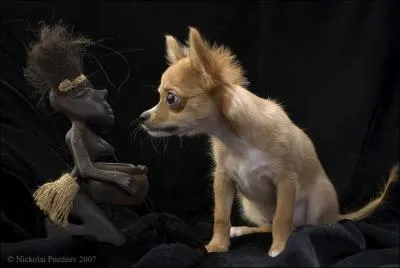 Quel saint est reprsent, en statue, avec son chien dans la cathdrale Notre-Dame d'Amiens ?