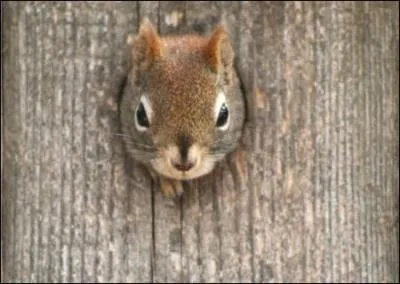 Comment s'appelle l'cureuil, mascotte et logo de la Caisse d'pargne ,
