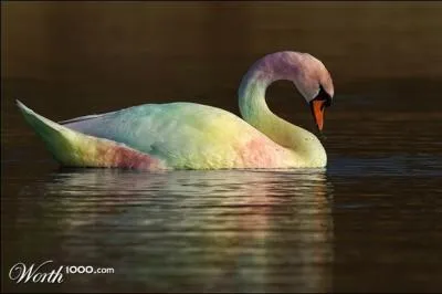 Tchakovski en fit un ballet !