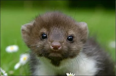 Rappeur franais qui chante dans  Capitale du crime  !