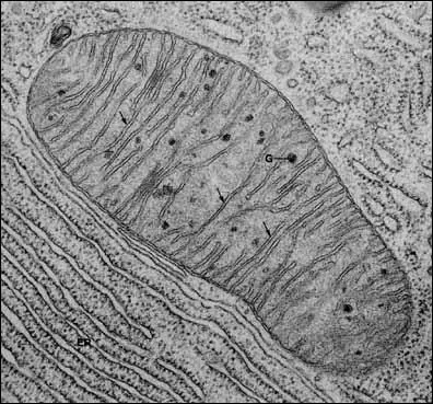 Et enfin, de combien de membranes est constitue la mitochondrie ?