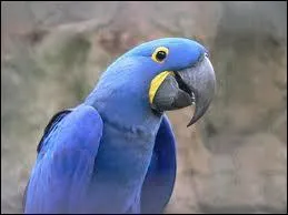 Quel est le nom de ce magnifique perroquet ?
