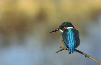 Quel est ce magnifique oiseau bleu � la livr�e brillante et bleue sur le dessus ?