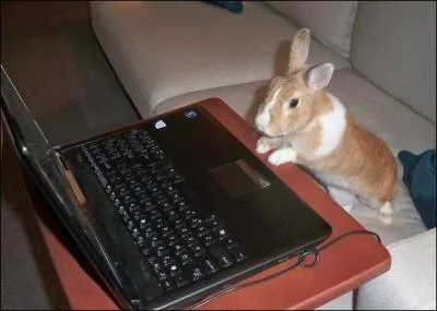 Pourquoi le lapin bouge-t-il continuellement son nez ?