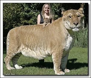 Le ligron est un hybride, issu du croisement ...