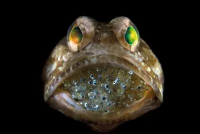 Une drle de bouille, mais que fait ce poisson ?