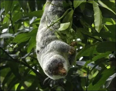 Cet animal a une particularit !