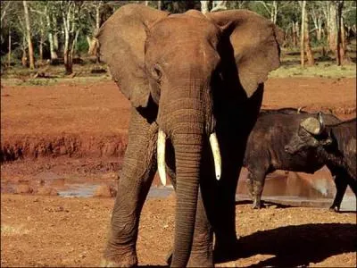 Combien de tonnes d'ivoire ont t saisies dans le monde en 2011 ?