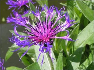 Quelle est cette fleur ?