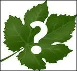 O a-t-on retrouv un clacanthe ( poisson cens avoir disparu depuis 70 millions d'annes ) ?