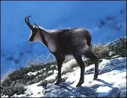 Chat +  il en faut 12 pour faire 1 anne  :