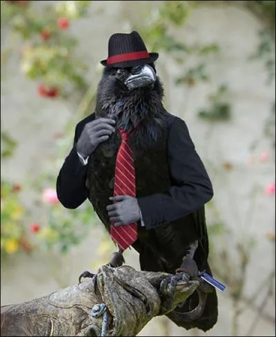 Encore dans le cinma, Francis Ford Coppola, lui n'a pas hsit  faire signer ce corbeau pour le film ...