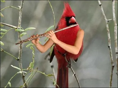 De quel instrument joue ce magnifique cardinal rouge ?