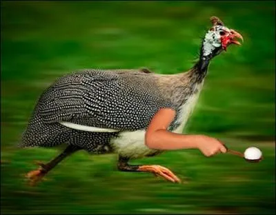   Chaud devant  , laissez passer cette...