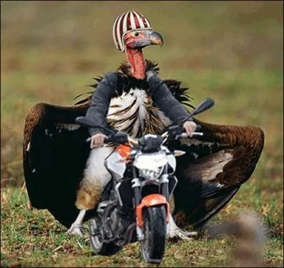 Ce vautour a du passer son permis...