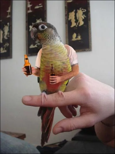 Bien pratique pour boire un coup ( avec modration) ces bras. Quel est ce type d'oiseau ?