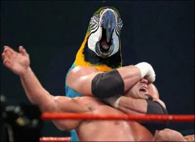 Grce  ces bras ce perroquet peut pratiquer son sport spectacle favori qui est ...