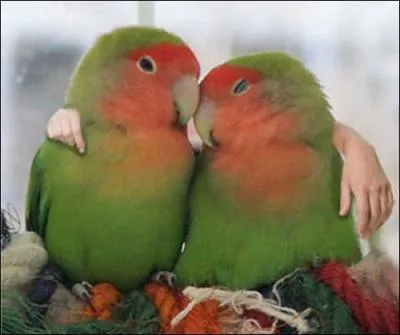 Tendre clin, pour ses roseicollis, que l'on appelle aussi des...