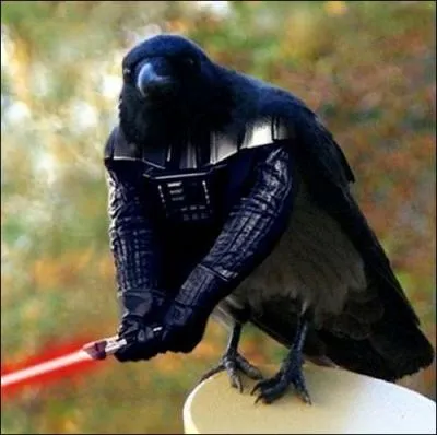 Georges Lucas ( ralisateur de Star Wars) a craqu pour ce corbeau est n'a pas hsit  lui donner le rle de ...