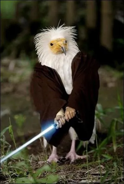 Toujours pour Star Wars, Cet oiseau a obtenu le rle de...