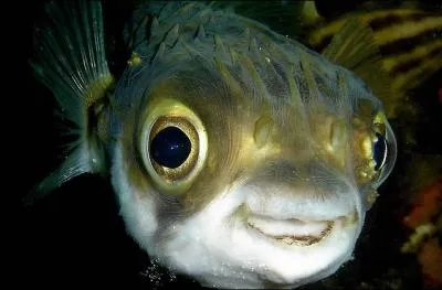 Quel poisson contient un puissant poison dans la presque totalit de son corps, mais est pourtant souvent cuisin et considr comme un des meilleurs plats japonais ?