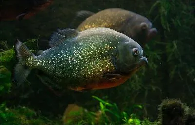 Combien d'espces de piranhas dnombre-t-on en Amrique du Sud ?