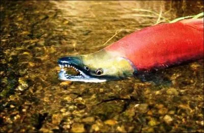 Qu'est-ce qui provoque le changement de forme et de couleur du saumon nerka lors de sa migration vers les sources canadiennes depuis l'ocan ?