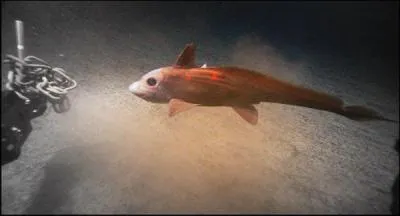 Quels poissons peuvent vivre dans les milieux les plus rudes (fosses abyssales, mers trs sales, . . ) ?