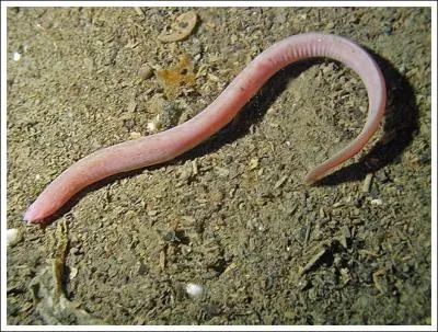 O trouve-t-on le plus souvent des myxines ?