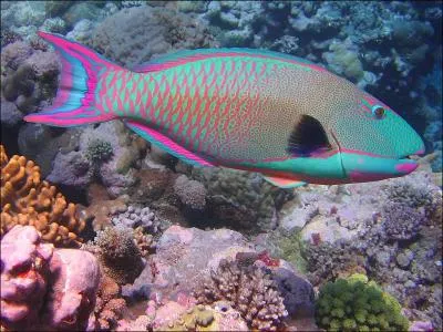 Quel est le nom scientifique du poisson-perroquet  points rouges ?