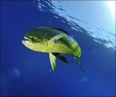 Ce poisson se nomme le coryphne (coryphaena hippurus) et mesure plus de 2m. Que signifie ce mot d'origine grecque ?